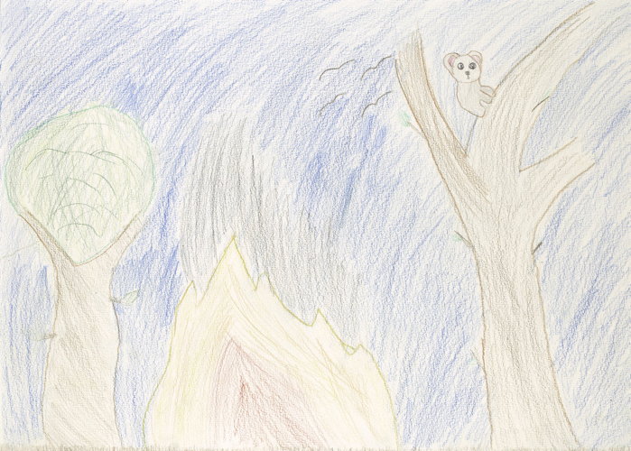 My picture is about how bushfires have been destroying animals' habitat e.g. a koala.